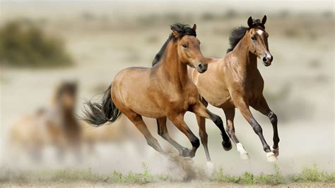 BLM to gather wild horses from Pine Nut mountains