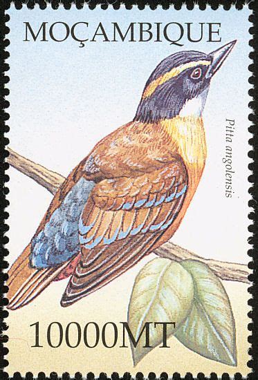 African Pitta Stamps Mainly Images Gallery Format Stamp African