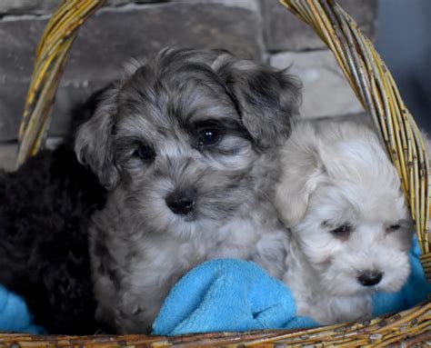 Hypoallergenic And Non Shedding Puppies For Sale Illinois