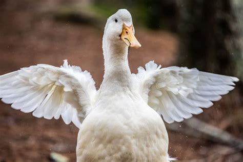 Closeup Of A White Duck With An Orange Bill And Spread Wings Stock