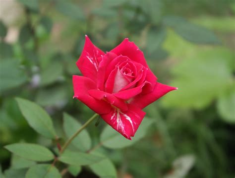 Bunnies flowers fire and ice. Fire and Ice Hybrid Tea Rose | Garden 2014 | Flowers ...