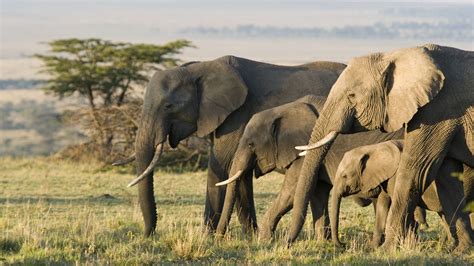 13 Fascinating Facts About Elephants