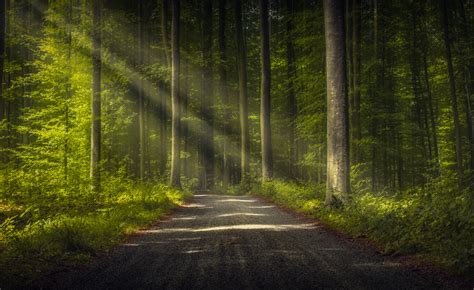 Trees Road Forest Nature Sun Rays Wallpapers Hd Desktop And
