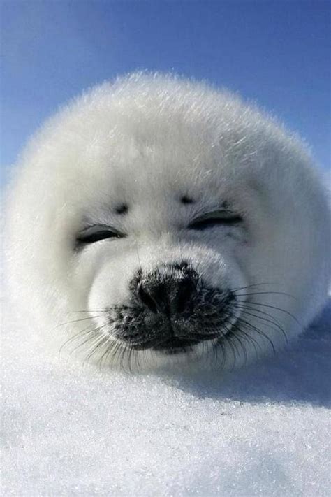 Winter Cute Animals Pinterest
