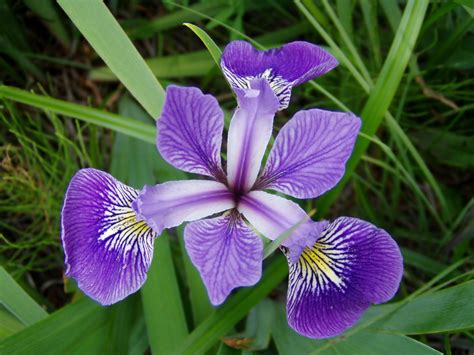 Your Guide To The Different Types Of Iris Flowers