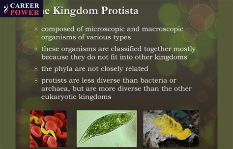 Kingdom Protista Example Characteristics And Classification