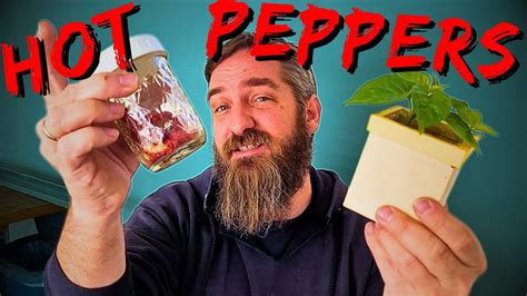 Hot Peppers From Seed Grow The Hottest Peppers In The World Youtube