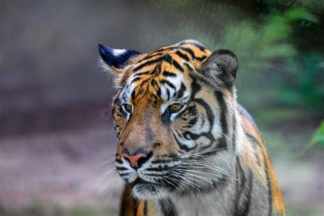 Sumatran Tiger Panthera Tigris Sumatrae Stock Image Image Of