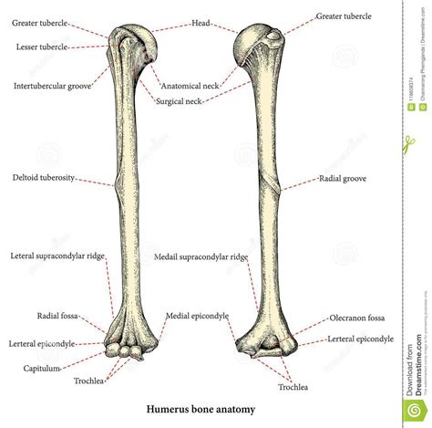The upper arm bone that extends from the shoulder to the elbow is called the humerus. Anatomy Of Upper Human Arm Bones Hand Drawing Vintage ...