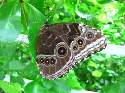 Blue Morpho Butterfly Underside Wings Pictures