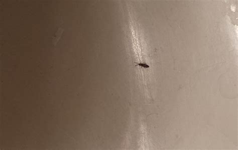 Tiny Black Bugs In Bathroom That Jump Bathroom Poster