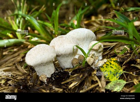 Fungi Common Puffball Lycoperdon Perlatum Stock Photo Alamy