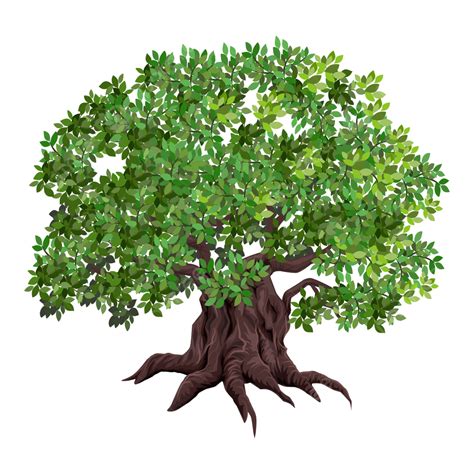 Oak Tree Illustrations Vector Oak Tree Shady Png And Vector With