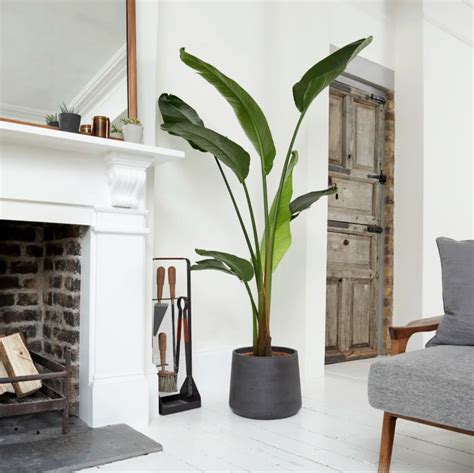 How To Choose Plants For Every Room In Your Home Large Indoor Plants