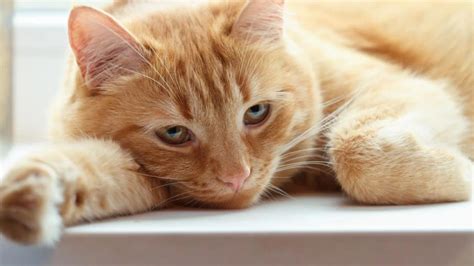 Cara Mengatasi Kucing Sakit Homecare24