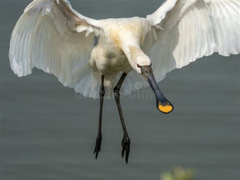 A Large Bird Spreads Its Wings While Holding A Fish In Its Mouth Stock