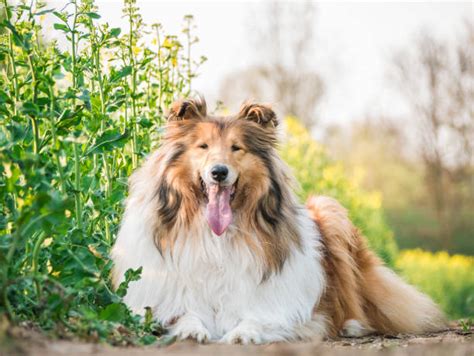 Lassie Dog Stock Photos Pictures And Royalty Free Images Istock