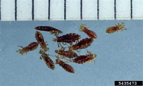 Head Lice Pediculus Humanus Capitis