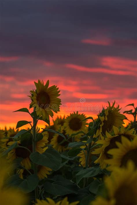 Sunflower Field Under Dramatic Dark Sky And Vibrant Red Sunset With
