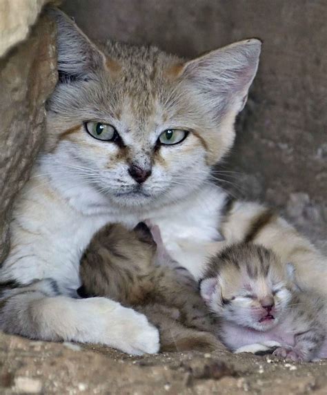 You see, when we eat vegetables or. It's a special delivery for a super rare sand cat! (There ...
