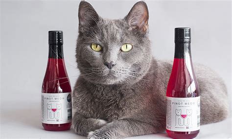 Red Cat Wine Bottle Cat Meme Stock Pictures And Photos