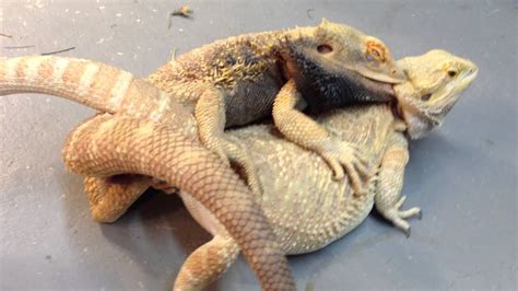 Bearded Dragons Mating