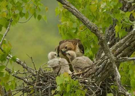 Lifecycle Of A Red Tailed Hawk Nest Iowa Natural Heritage Foundation