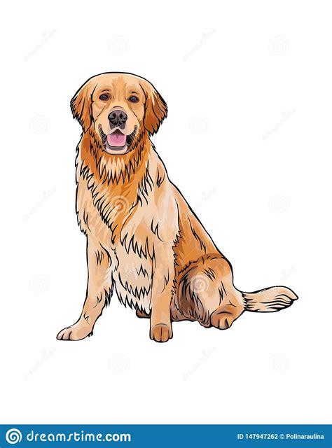 Vector Whole Body Portrait Of A Dog Breed Golden Retriever