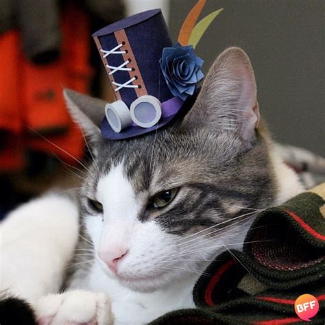 A Clever Instagram Account That Features A Three Legged Cat Modeling
