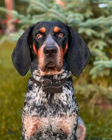 15 Interesting Facts About Coonhounds The Dogman