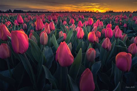 Tulips Sunset By Sam Azln Tulips Good Morning Flowers Tulip Fields
