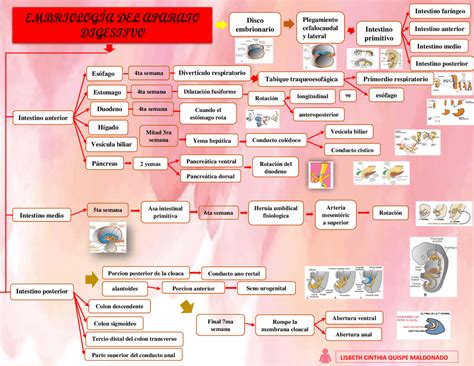 Desarrollo Embrionario Del Sistema Digestivo Sistema Digestivo Sexiz Pix