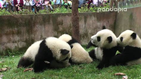 Angry Panda Cub Youtube