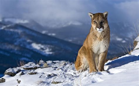 Cougar Full Hd Wallpaper And Background Image 1920x1200 Id114178