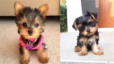 Where To Adopt Yorkie Puppies Puppy4homes
