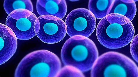 ¿cuántos Tipos De Células Tiene El Cuerpo Humano