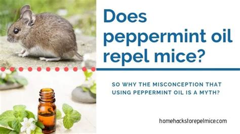 Peppermint Oil And Mice Myths And Right Uses