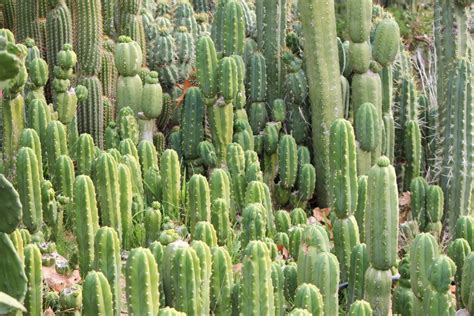 Cacti have brilliant ability to save the water in very hot and dry places where rainfall occurs rarely. Cactus, entre las especie más amenazadas del mundo ...