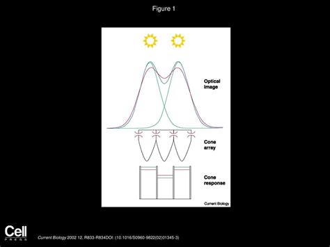 Retinal Function Coupling Cones Clarifies Vision Ppt Download