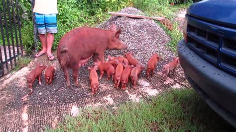 Mama Pig And Her Piglets Visit Our Finca Youtube