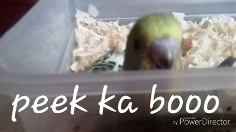 Budgies Cookie And Fluffy Part 4 Youtube