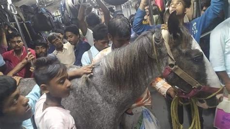 Photo Of Horse Travelling Via Local Train Goes Viral Probe Ordered