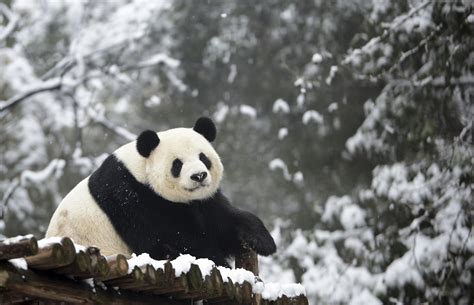 Giant Panda Is Killed Sold For Body Parts In China