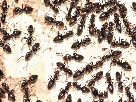 White Footed Ants How To Get Rid Of White Footed Ants