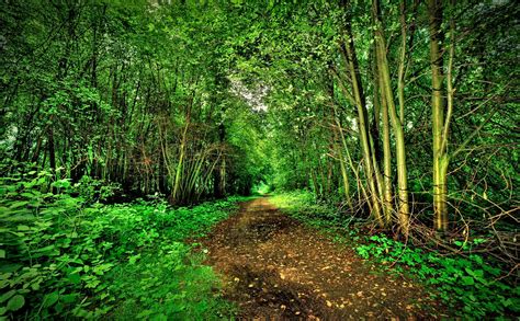 forest, Trees, Trail, Nature, Path Wallpapers HD / Desktop and Mobile ...