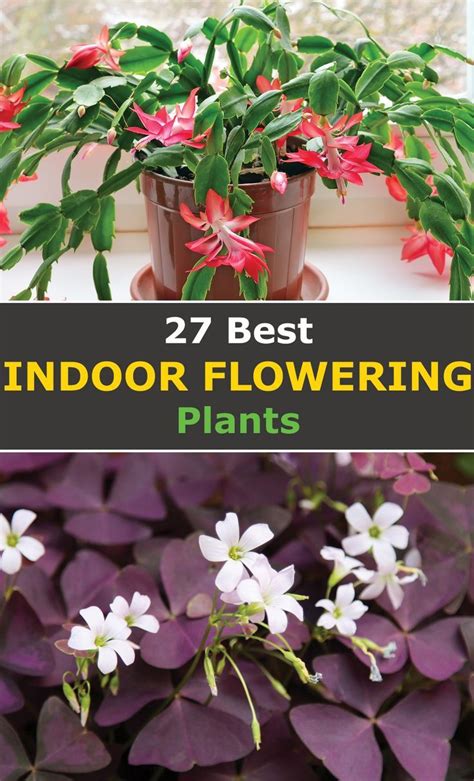 27 Indoor Flowering Plants The Complete List With Pictures Artofit