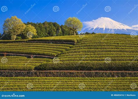 Tea Plantation And Mt Fuji Stock Photo Image Of Environment Field