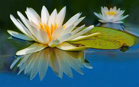 Beautiful White Water Lilies In The Water