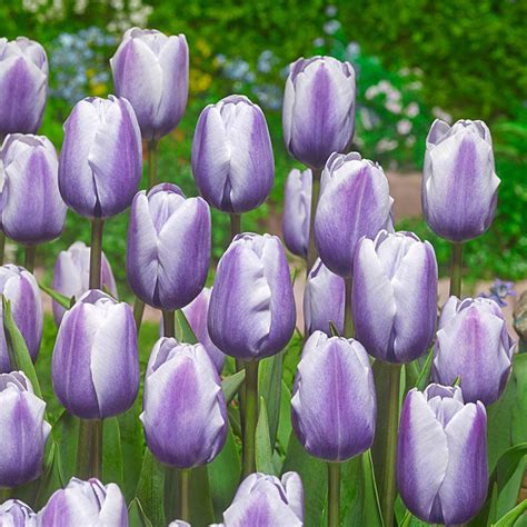 Buy Lilac Love Tulip Online Spring Bulbs Sale Brecks