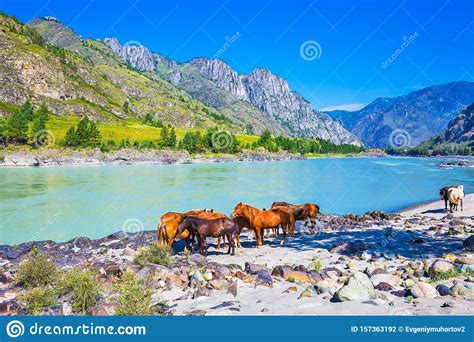 Horses By The River Gorny Altai Siberia Russia Stock Photo Image